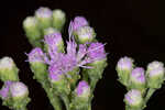 Coastal plain chaffhead